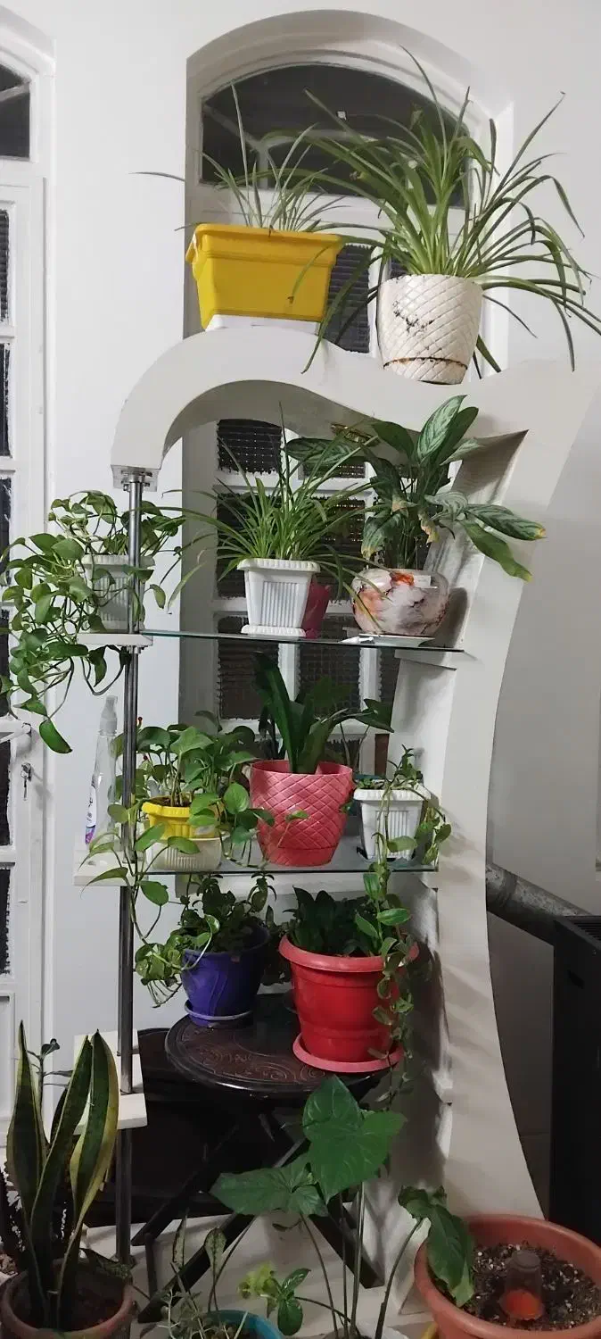 جا گلدانی چوبی|گل و گیاه طبیعی|قم, شهرک امام حسن|دیوار