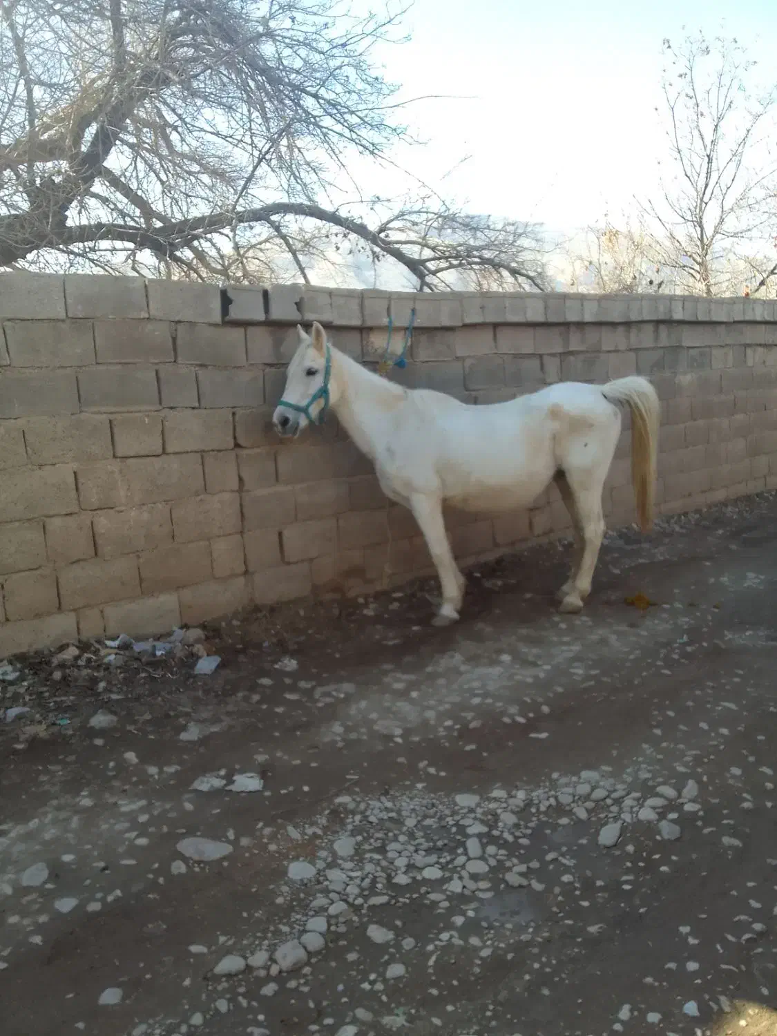 اسب|اسب و تجهیزات اسب‌سواری|شیراز, فرهنگ شهر|دیوار