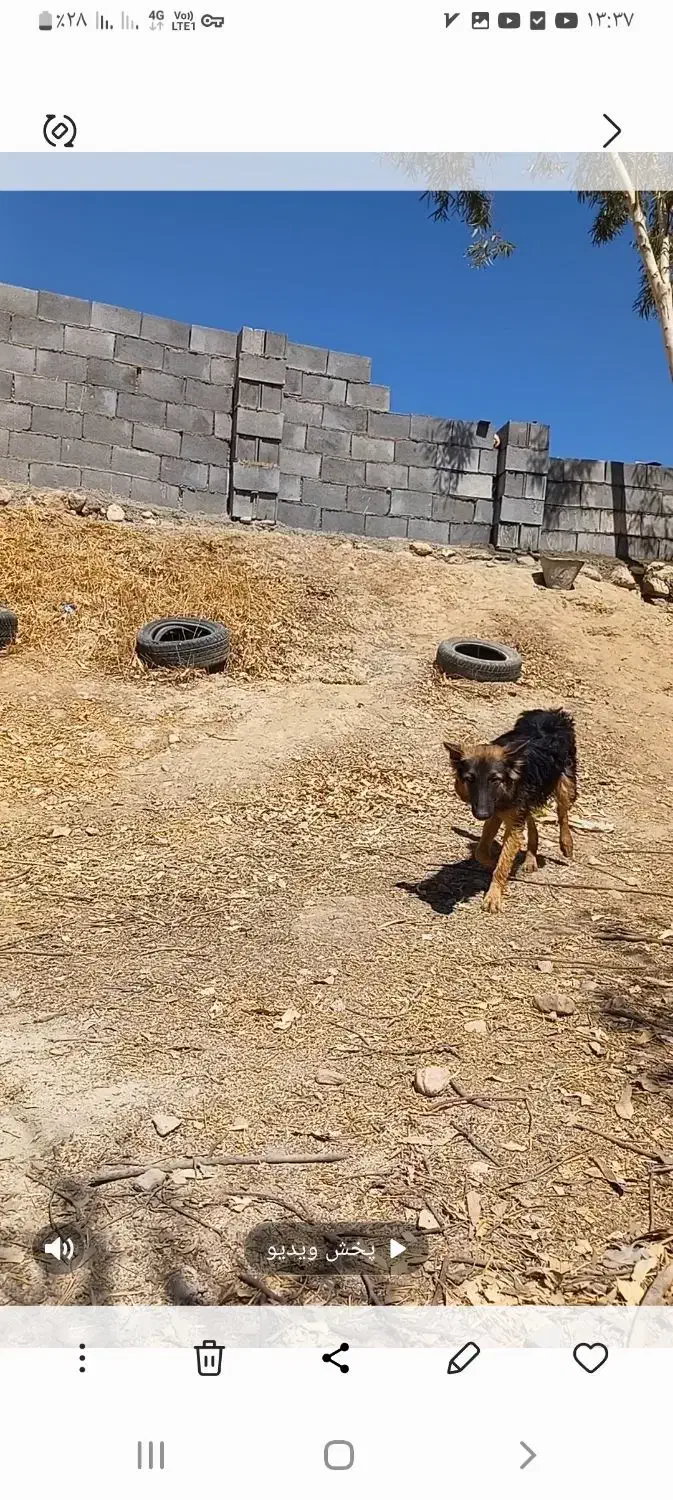 سگ بسیار زیبا و نژادار و فهمیده|سگ|ایذه, |دیوار