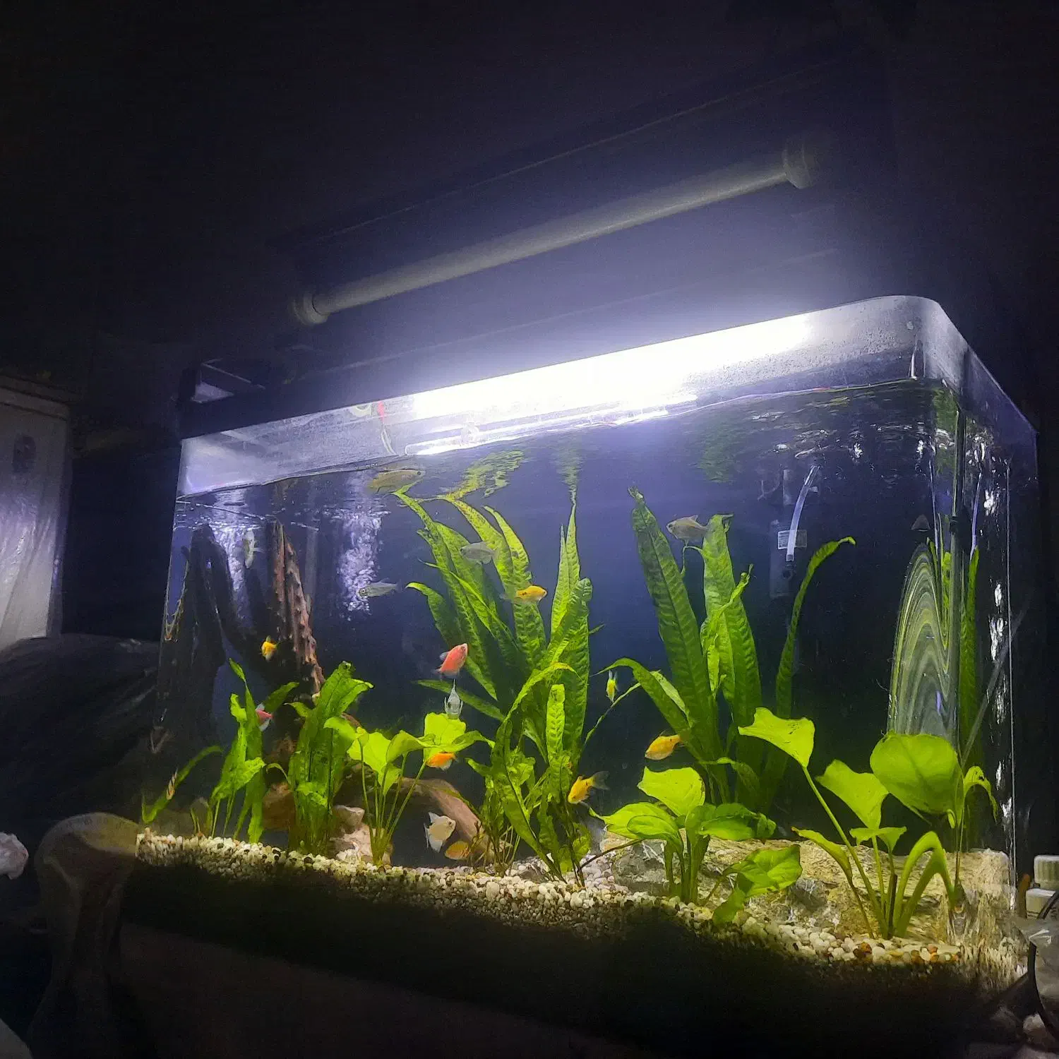 اکواریوم ۸۰سانتی شیشه خم همرا بادرب|ماهی|اصفهان, عطار نیشابوری|دیوار