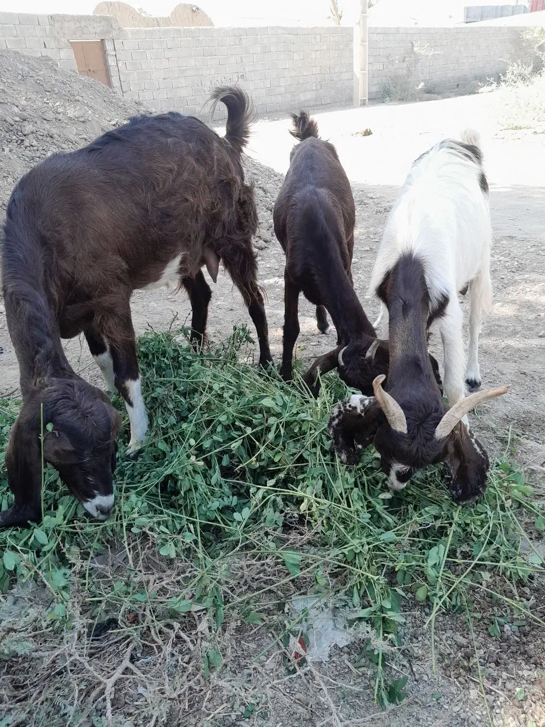 فروش فوری بز مری|حیوانات مزرعه|بمپور, |دیوار