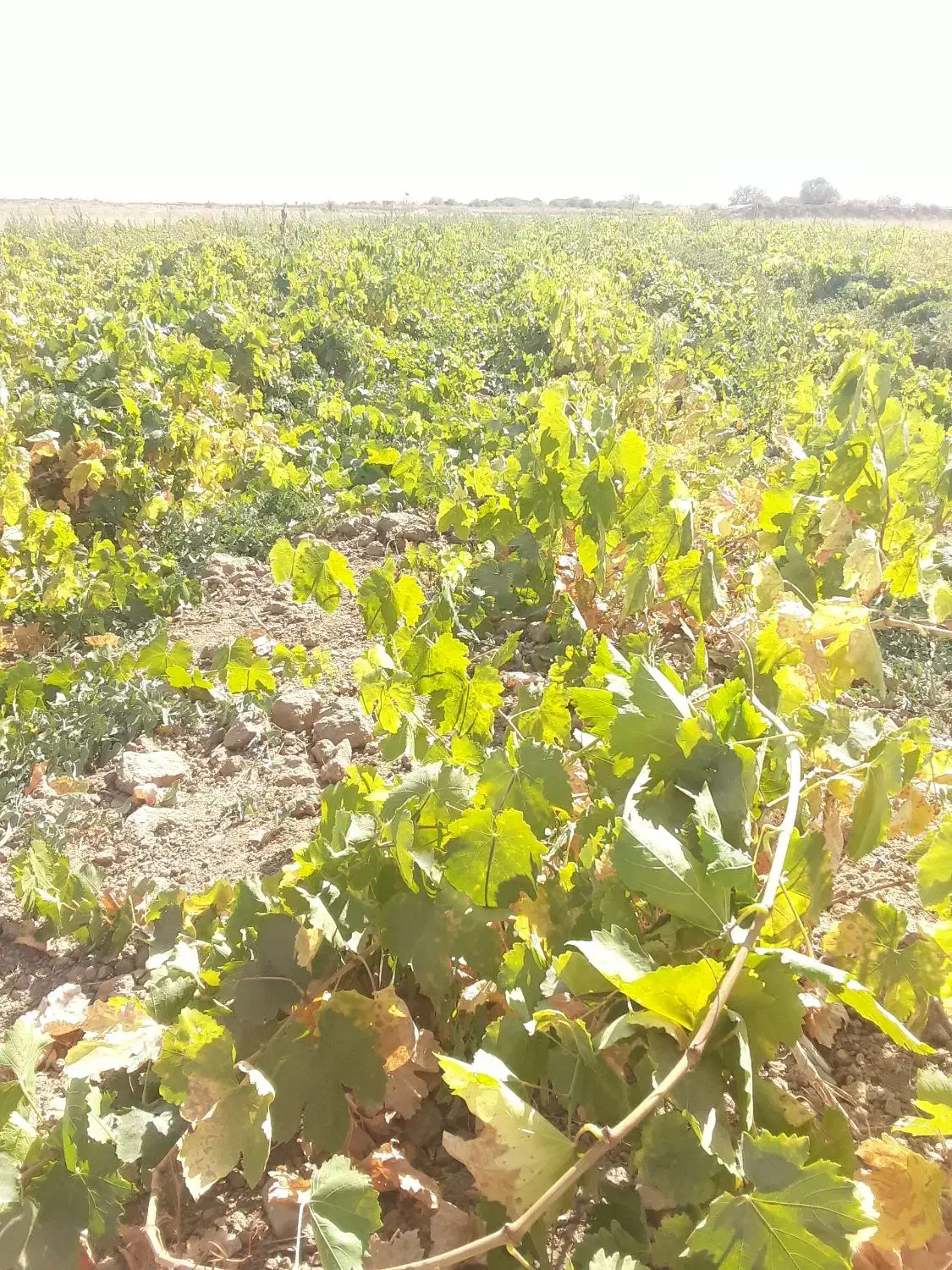 فروش نهال انگور یکساله و دوساله|خدمات باغبانی و درختکاری|تاکستان, |دیوار