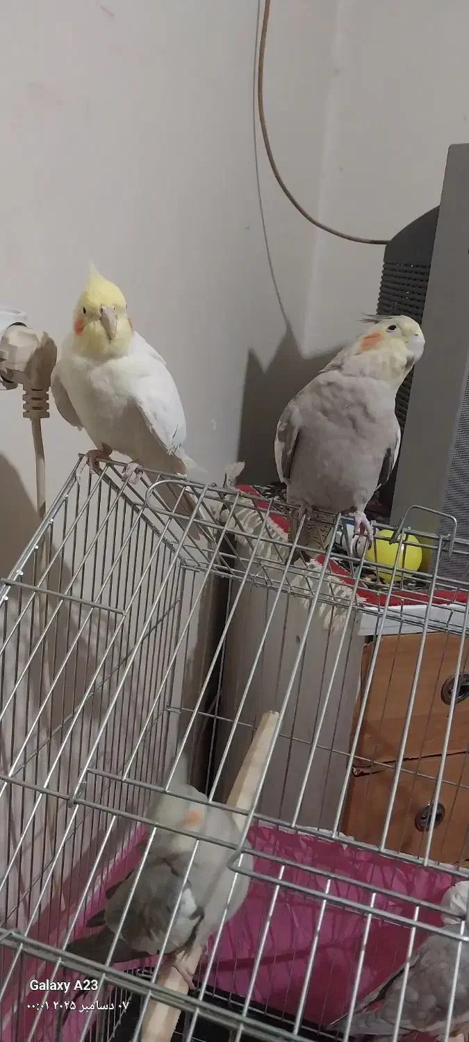 ی جفت عروس هلندی به فروش می‌رسد|پرنده|شازند, |دیوار