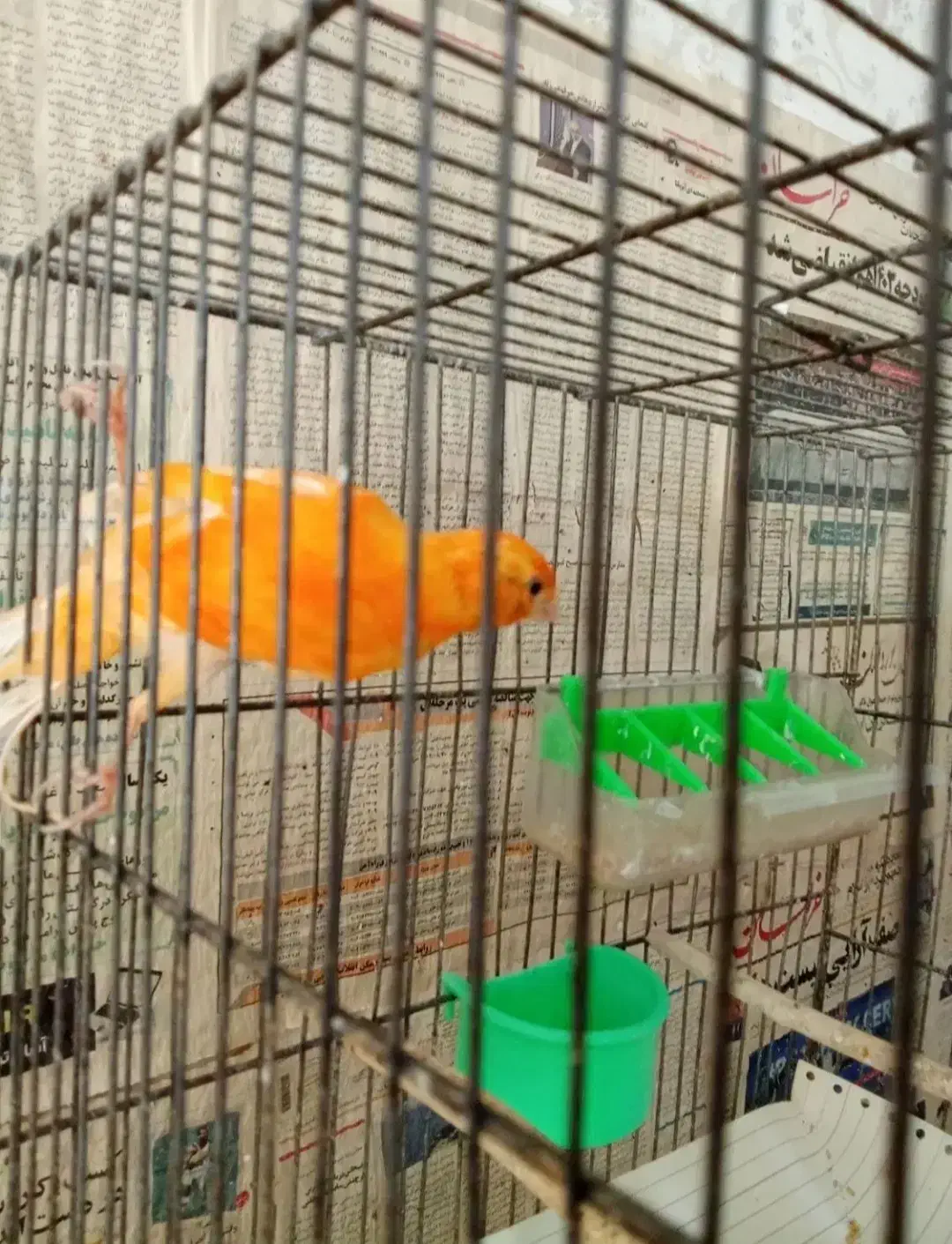 سلام یک جفت قناری سرخ مست مستخون|پرنده|مشهد, ادیب نیشابوری (شهرک غرب)|دیوار