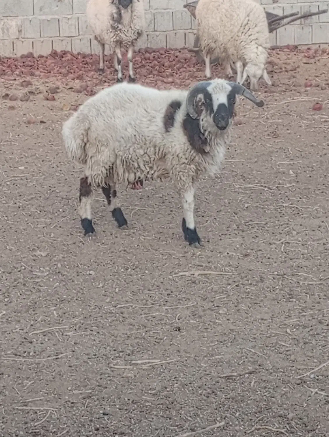 بره نر|حیوانات مزرعه|نیریز, |دیوار