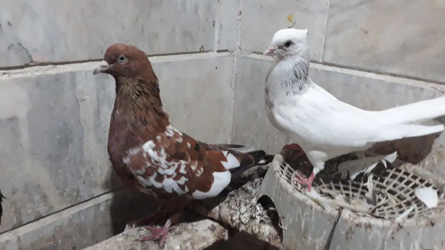 کفتر|پرنده|بندرلنگه, |دیوار