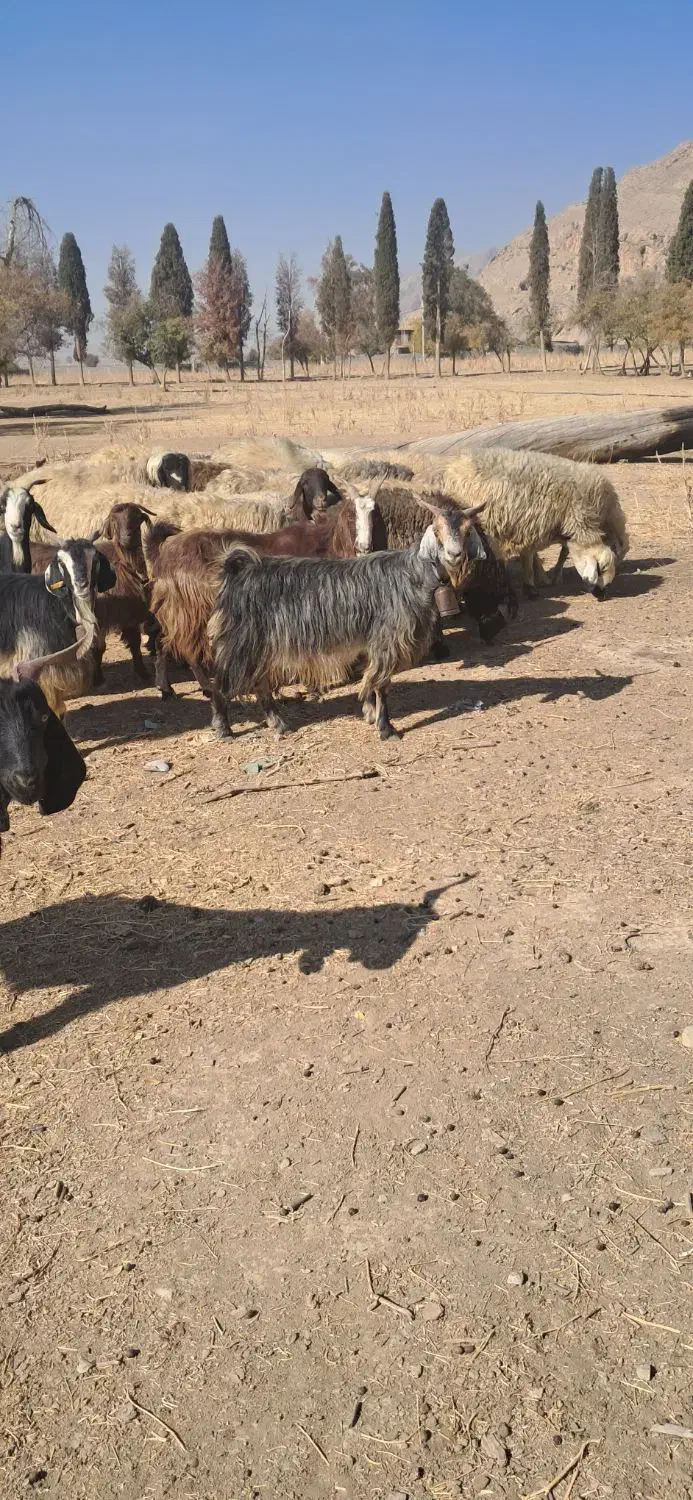 بز کهرد دار|حیوانات مزرعه|مرودشت, نقش رستم|دیوار