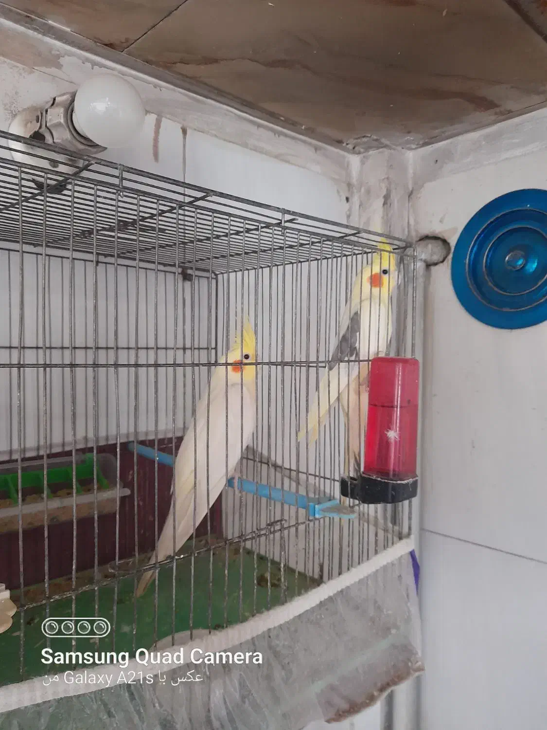 پرنده عروس|پرنده|آذرشهر, |دیوار