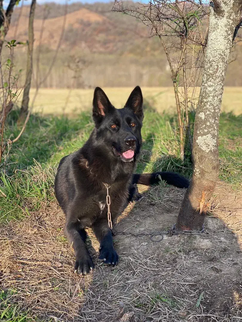 ژرمن ماده|سگ|رشت, منظریه|دیوار