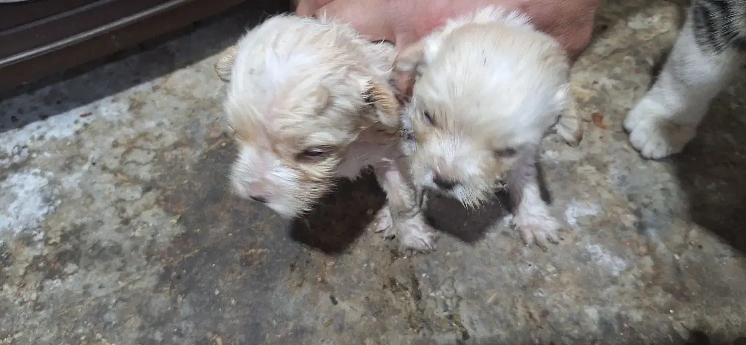 پیکینیز .۲۰.ر.و.زه|سگ|هشتگرد, کوی یاران|دیوار