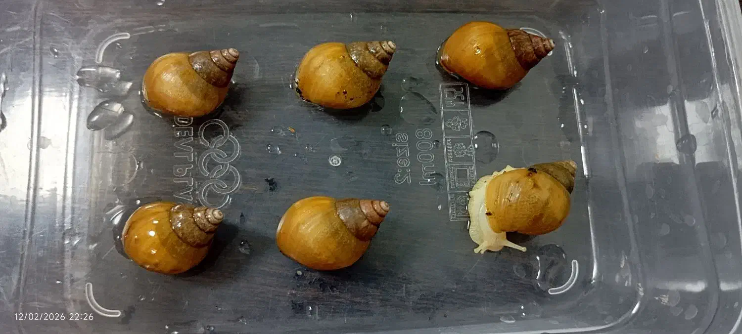 حلزون عمده|خزنده|شیراز, شهرک مهرگان|دیوار