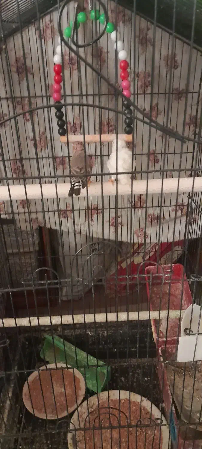 فنچ یک جفت ۱۰۰تومان|پرنده|خمینیشهر, |دیوار