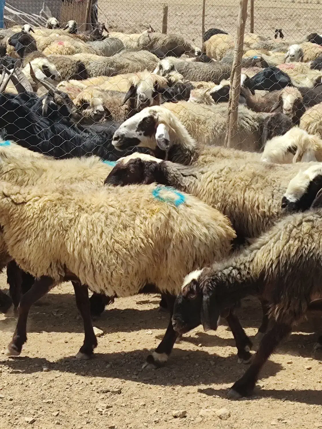 فروش میش داشتی|حیوانات مزرعه|بهمن صغاد, |دیوار