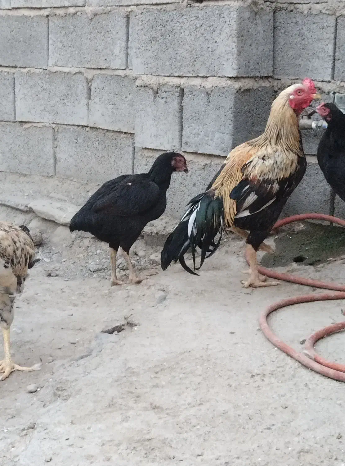 خروس|پرنده|میناب, |دیوار