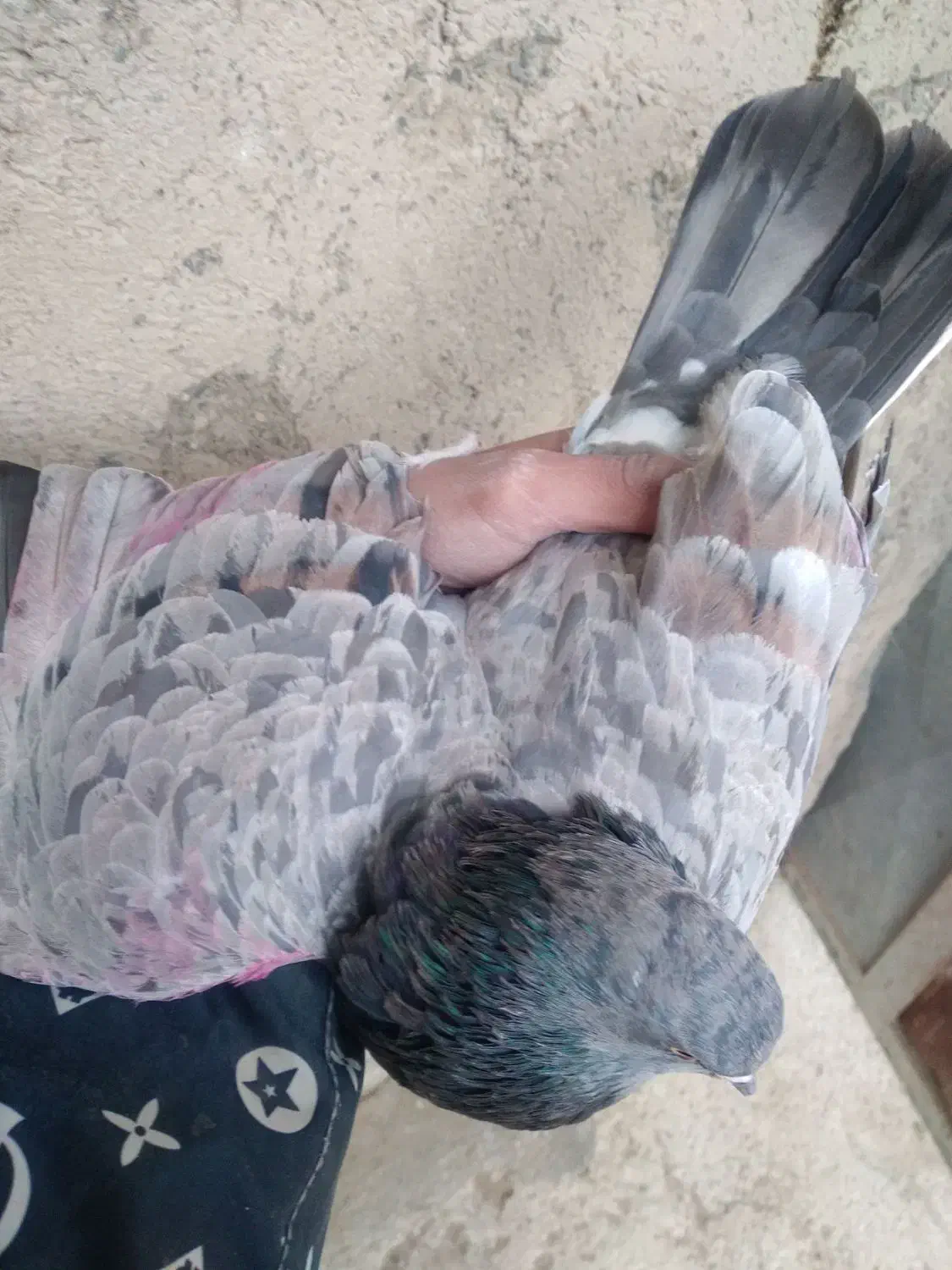 ۳۰تاکبوتر پرشی رنگ در کمیجان|پرنده|کمیجان, |دیوار