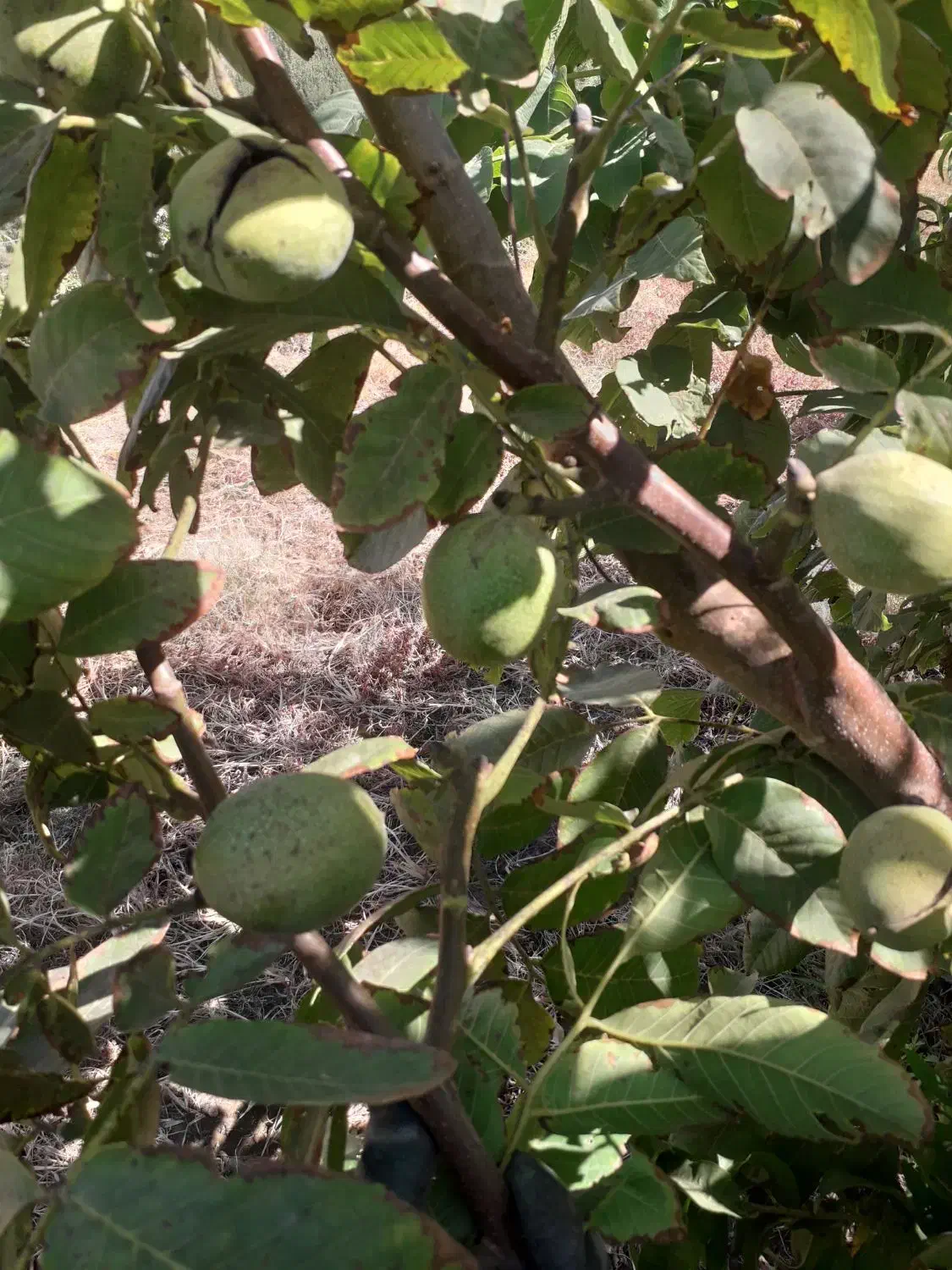 نهال گل محمدی و گردو|خدمات باغبانی و درختکاری|قلعه چای, |دیوار