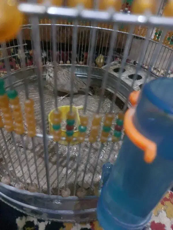 پرنده دو عدد به خون|پرنده|ماهان, |دیوار