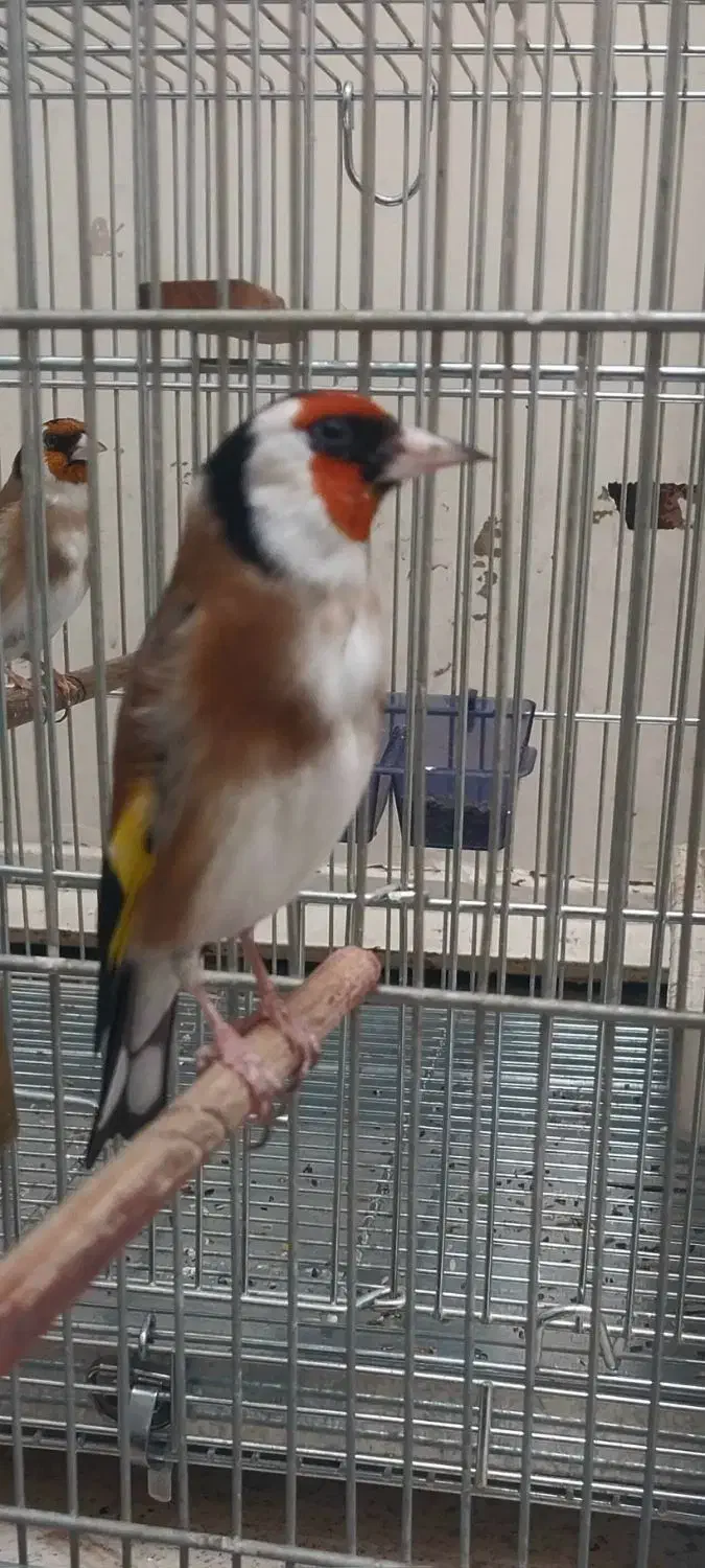 سهره جفتی کت باز کن و قرص بخون|پرنده|تهران, خاوران|دیوار