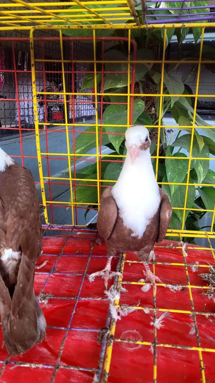 مخمل|پرنده|اهرم, |دیوار