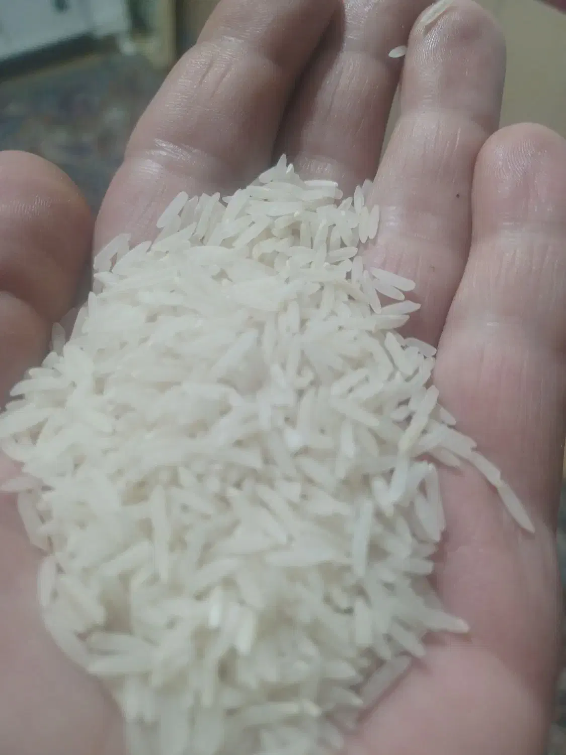 برنج فجر سوزنی|خوردنی و آشامیدنی|گرگان, |دیوار