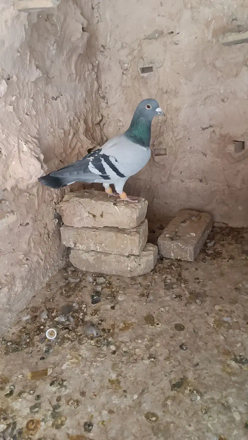 نروماده دم سفیدو..|پرنده|سبزوار, رباط|دیوار