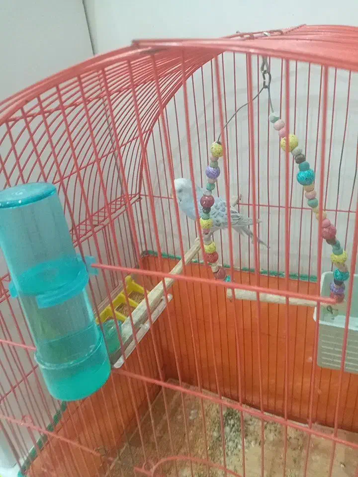 مرغ عشق ماده|پرنده|رشت, پاره بیجار|دیوار