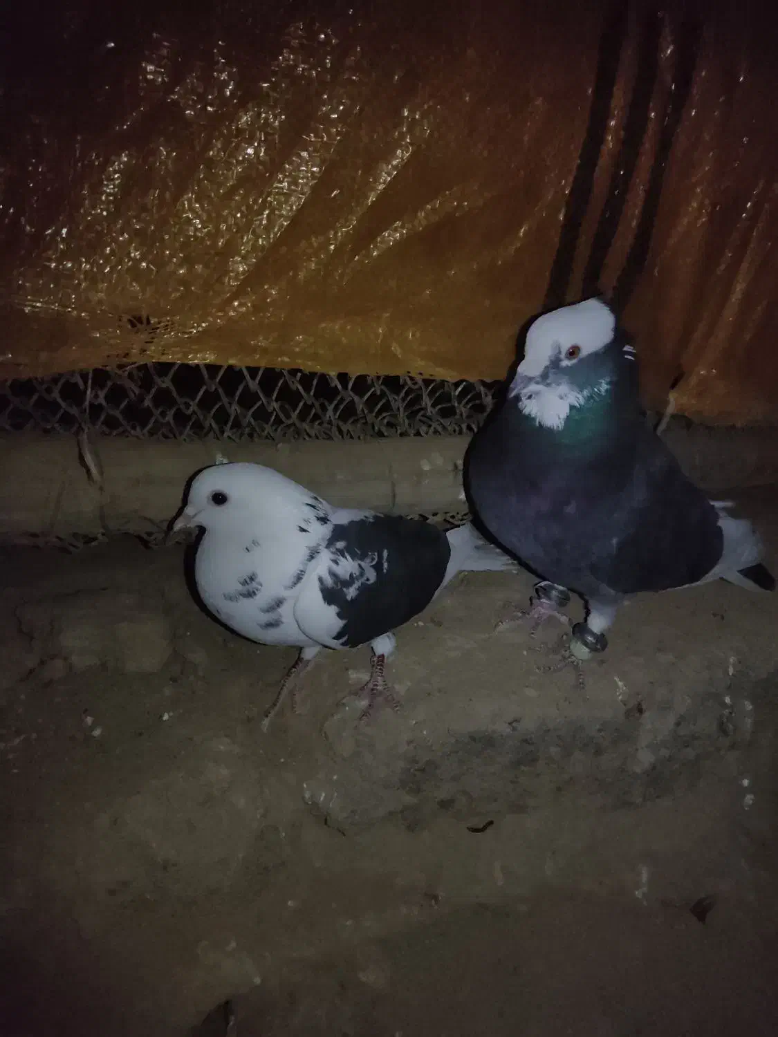 گبوتر شازده فروشی|پرنده|فرخ‌شهر, |دیوار