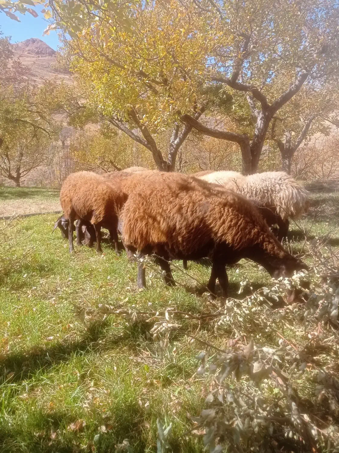 میش بره دار|حیوانات مزرعه|ماهنشان, |دیوار