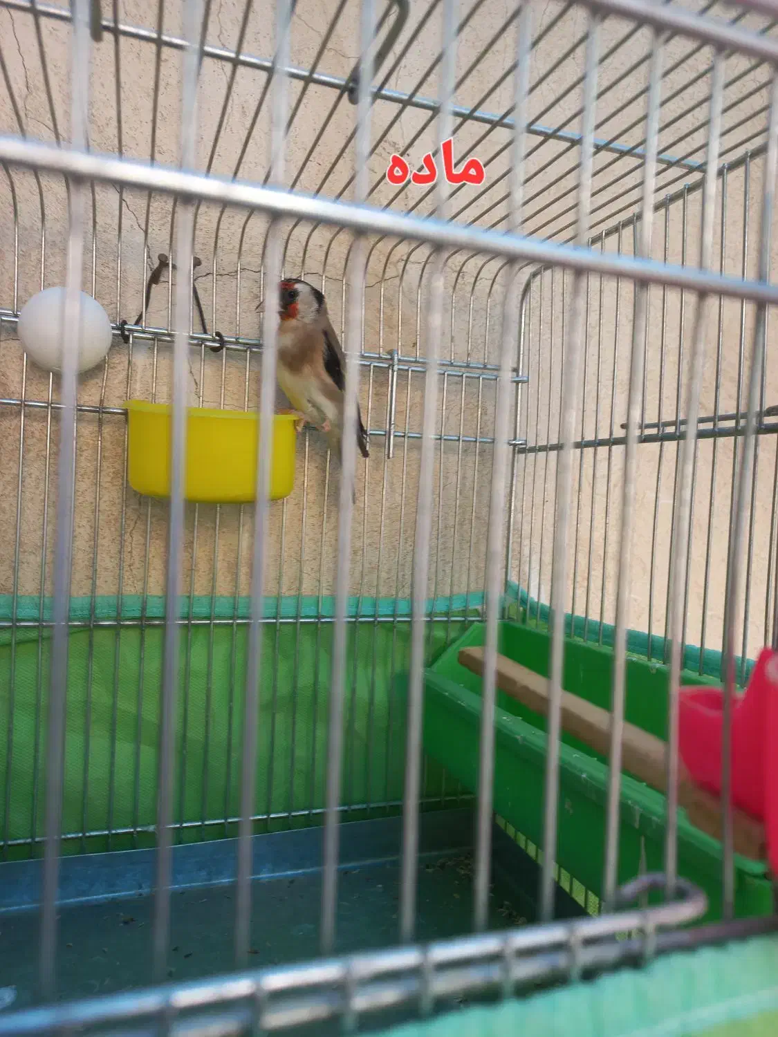 یک جفت سهره سالم وسرحال،روبه مستی|پرنده|شهرضا, |دیوار