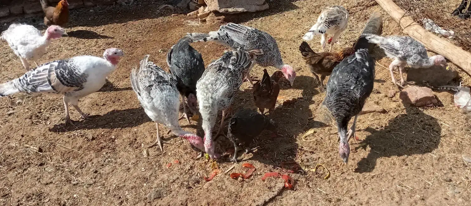 بوقلمون محلی|حیوانات مزرعه|بم, |دیوار