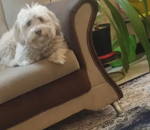 سگ‌ پاکوتاه|سگ|مشهد, سرافرازان|دیوار