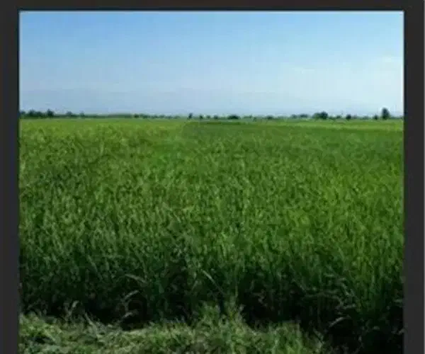 ۲۸ هکتار زمین کشاورزی مرغوب آبی با چاه عمیق|فروش دفتر صنعتی، کشاورزی، تجاری|ماهیدشت, |دیوار