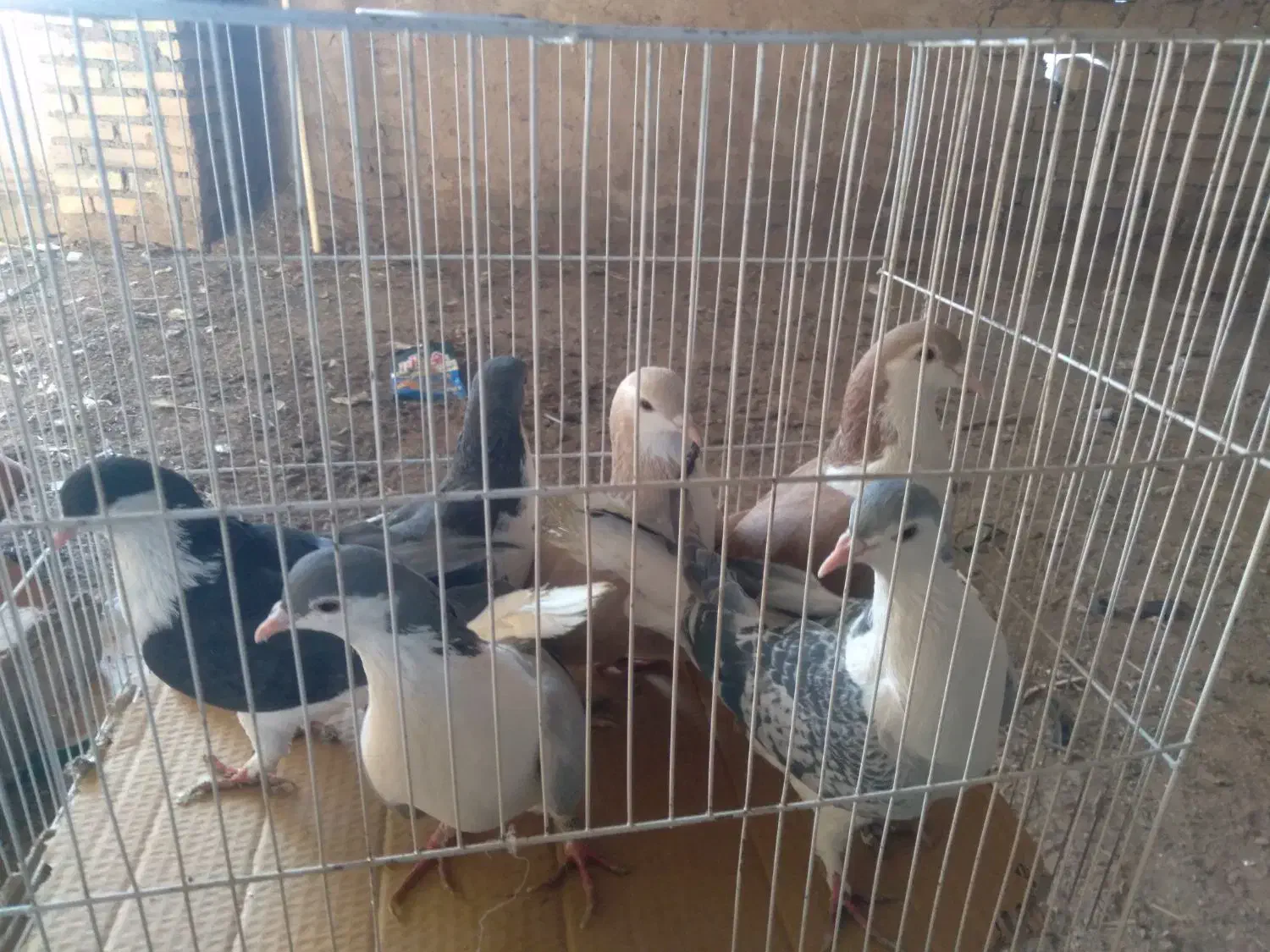 ۲۲عدد‌کبوتر‌جفت‌۴۸۰هزار|پرنده|چناران, |دیوار