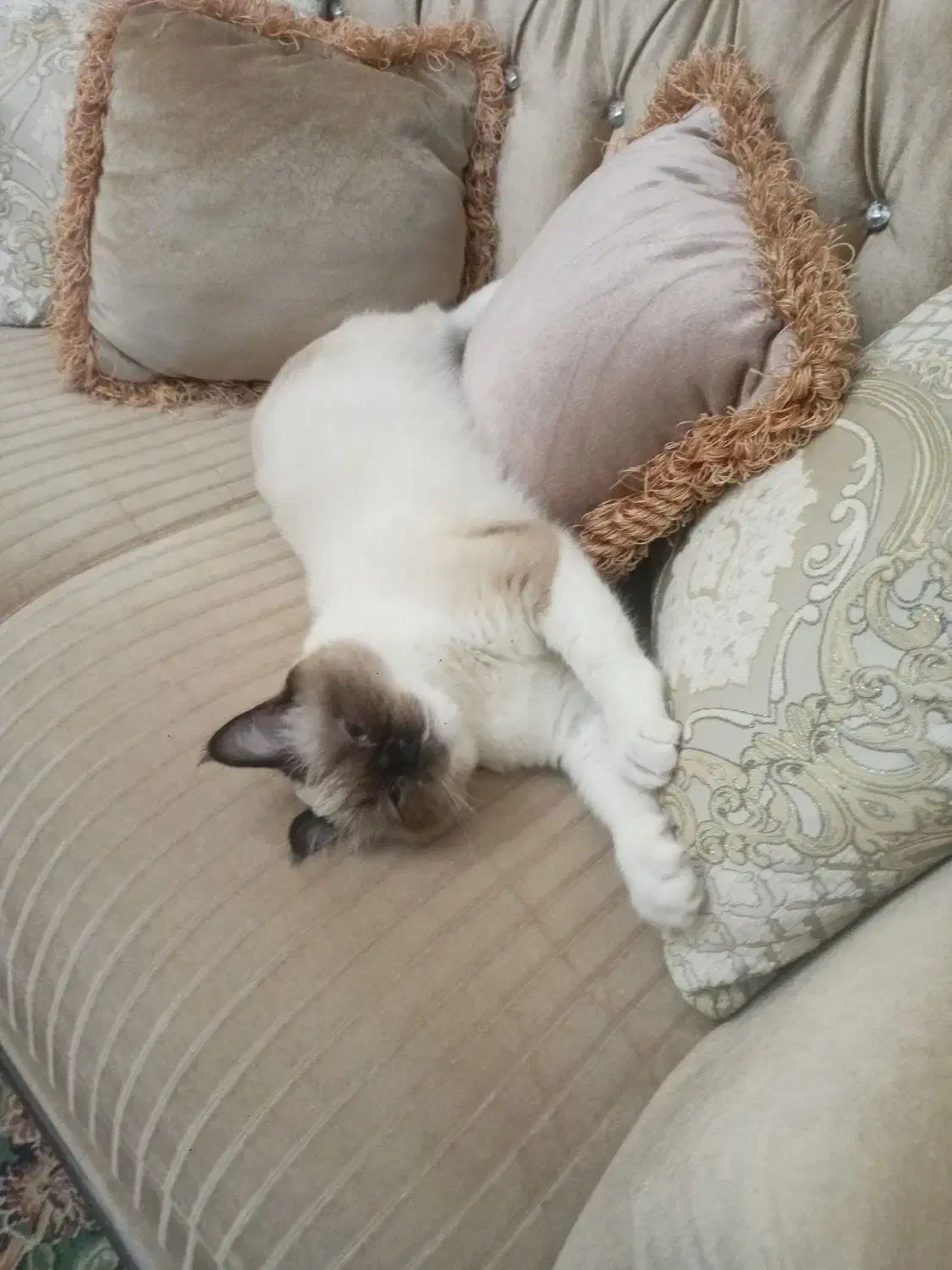 نژاد هیمالین|گربه|شاهرود, |دیوار