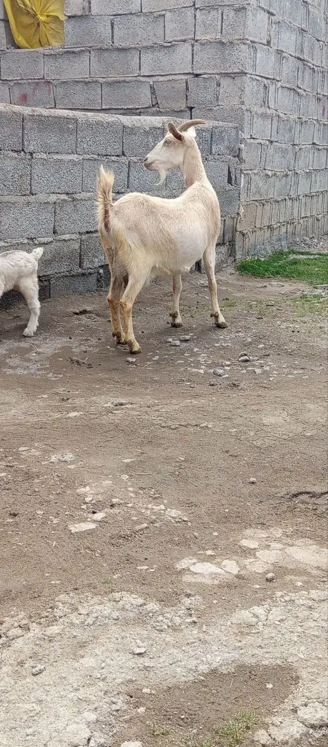 بزسانن|حیوانات مزرعه|مشگین شهر, |دیوار