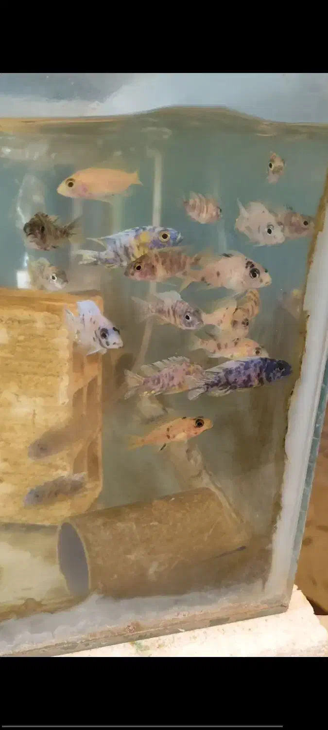 سیچلاید الوانکارا و طاووس انواع عمده ماهی زینتی|ماهی|کاشان, دروازه فین|دیوار