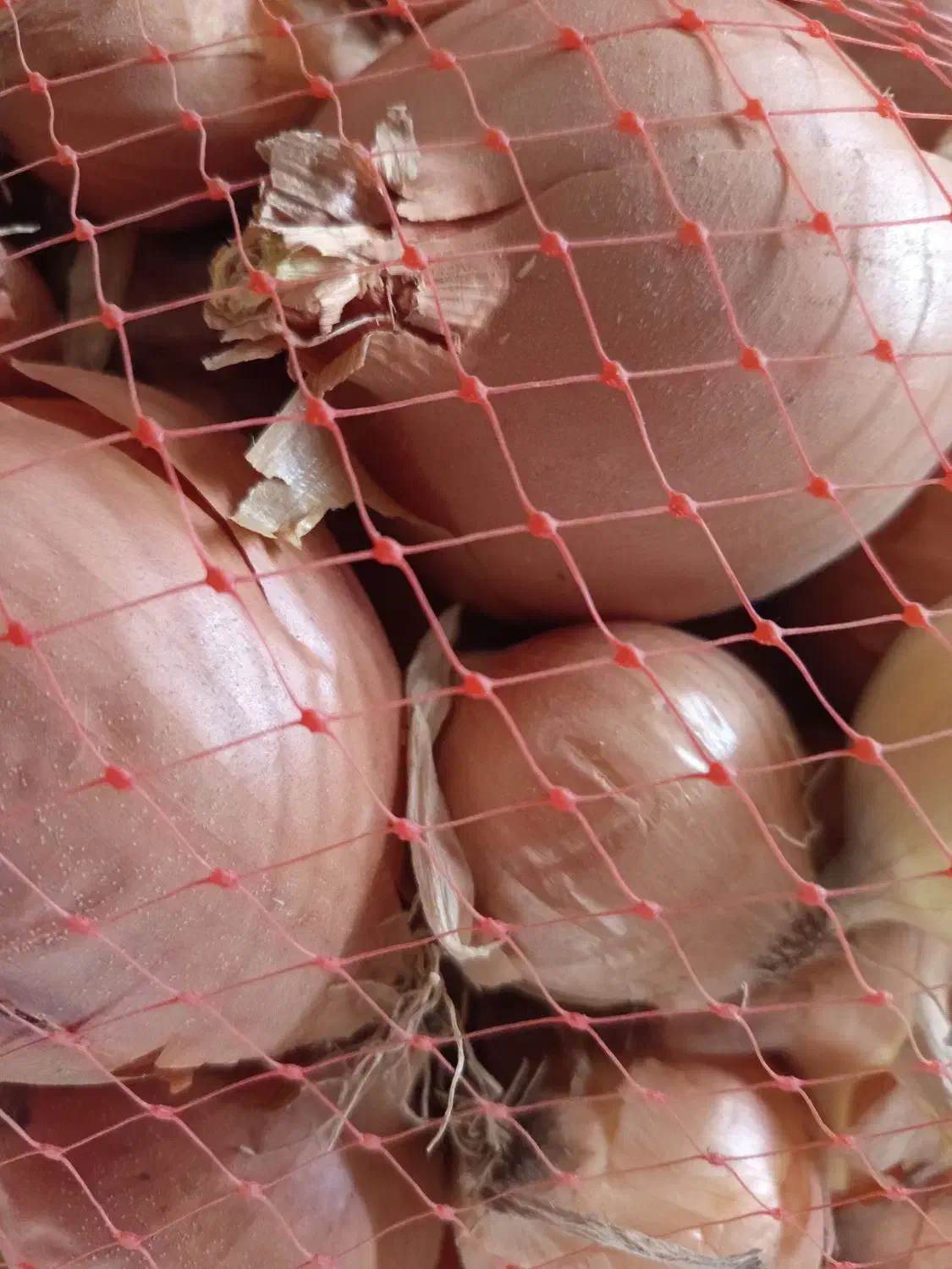 پیاز قرمز و نارنجی|خوردنی و آشامیدنی|ماهیدشت, |دیوار