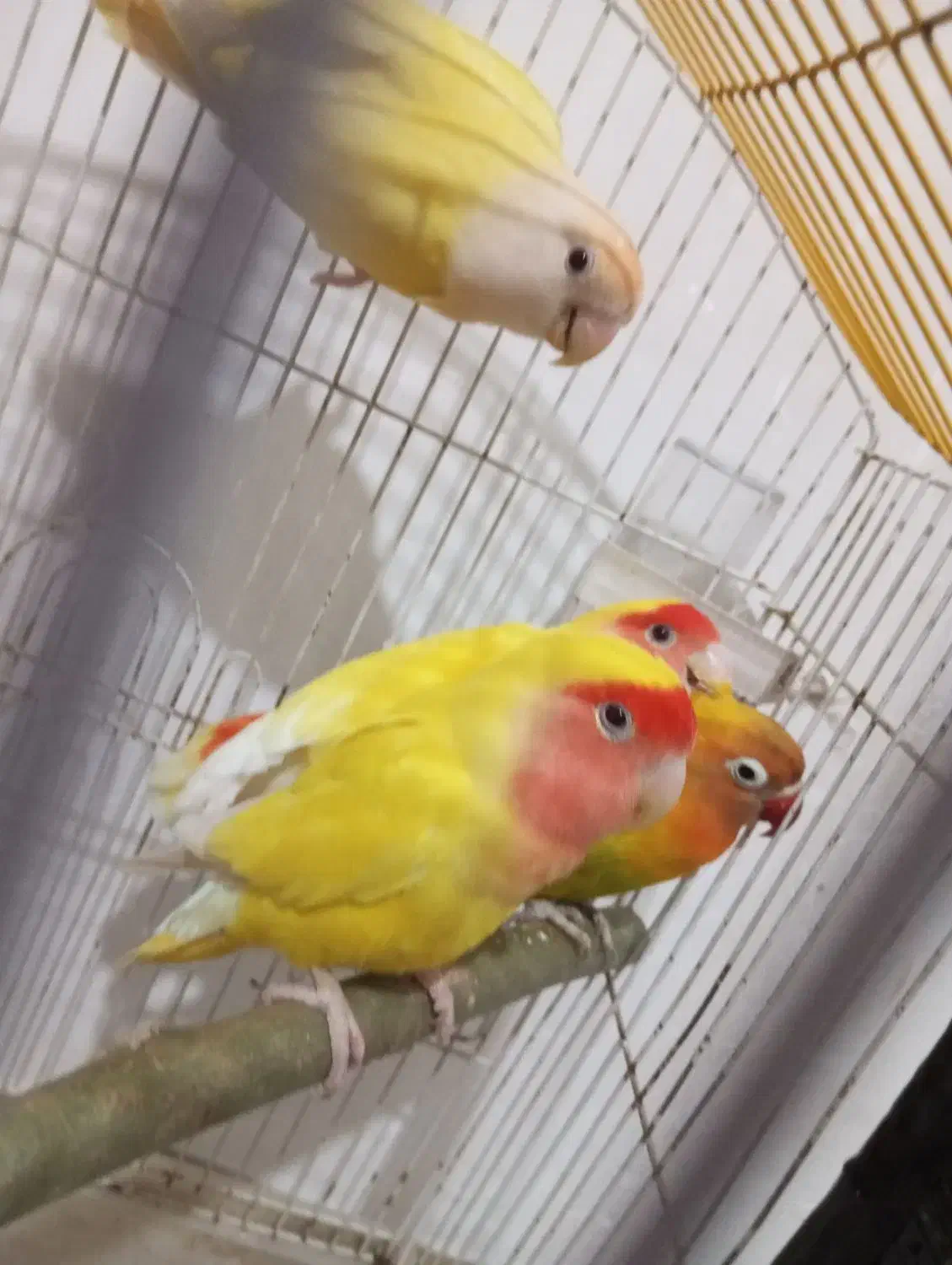 دو جفت برزیلی|پرنده|ارومیه, |دیوار