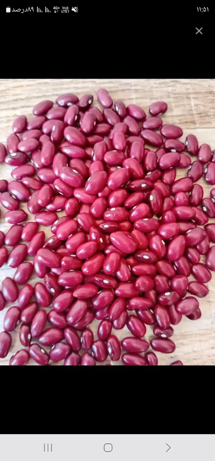 لوبیا|عمدهفروشی|قیدار, |دیوار