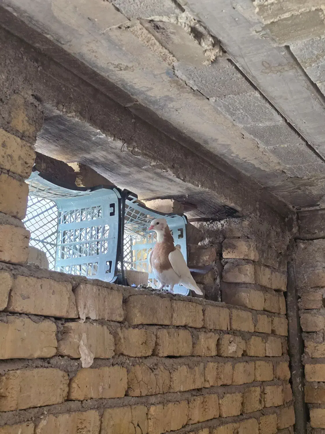 کبوتر طوقی ماده|پرنده|شیراز, منطقه هوایی شهید دوران|دیوار