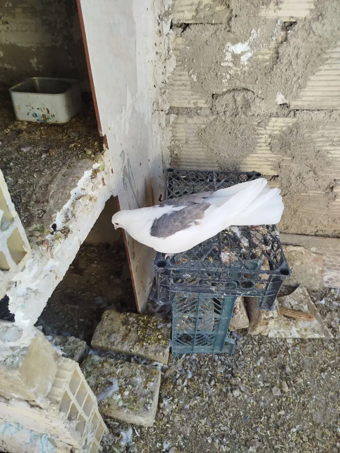 چهار تا باهم 800تکی200|پرنده|طبس, |دیوار