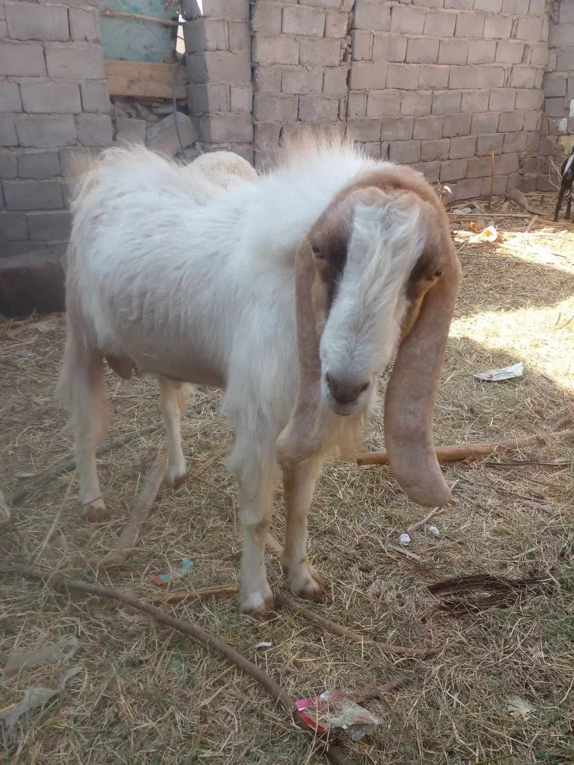 وزنی میدمش|حیوانات مزرعه|گنبکی, |دیوار