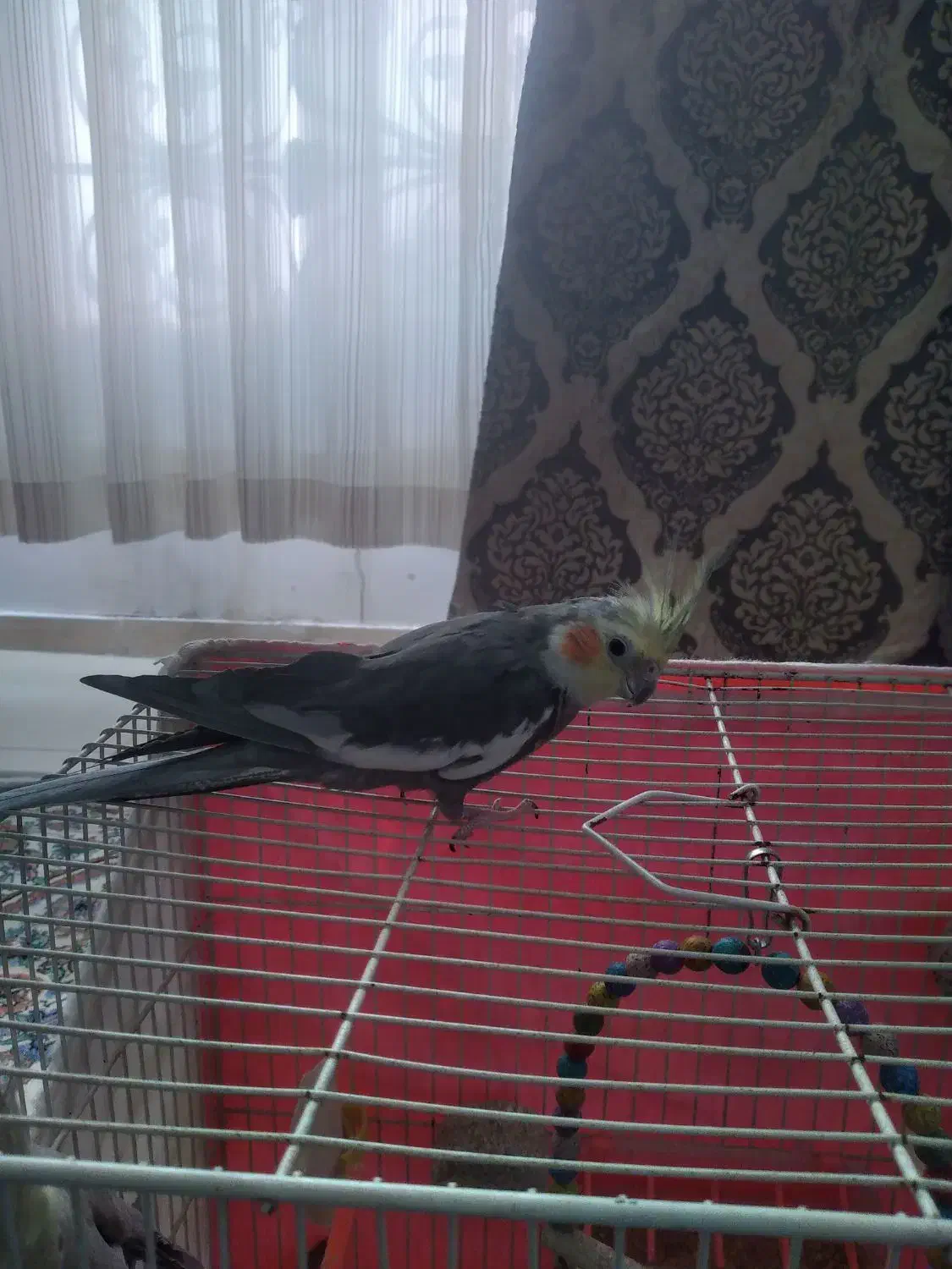 عروس هلندی سخنگو|پرنده|طرقبه, |دیوار