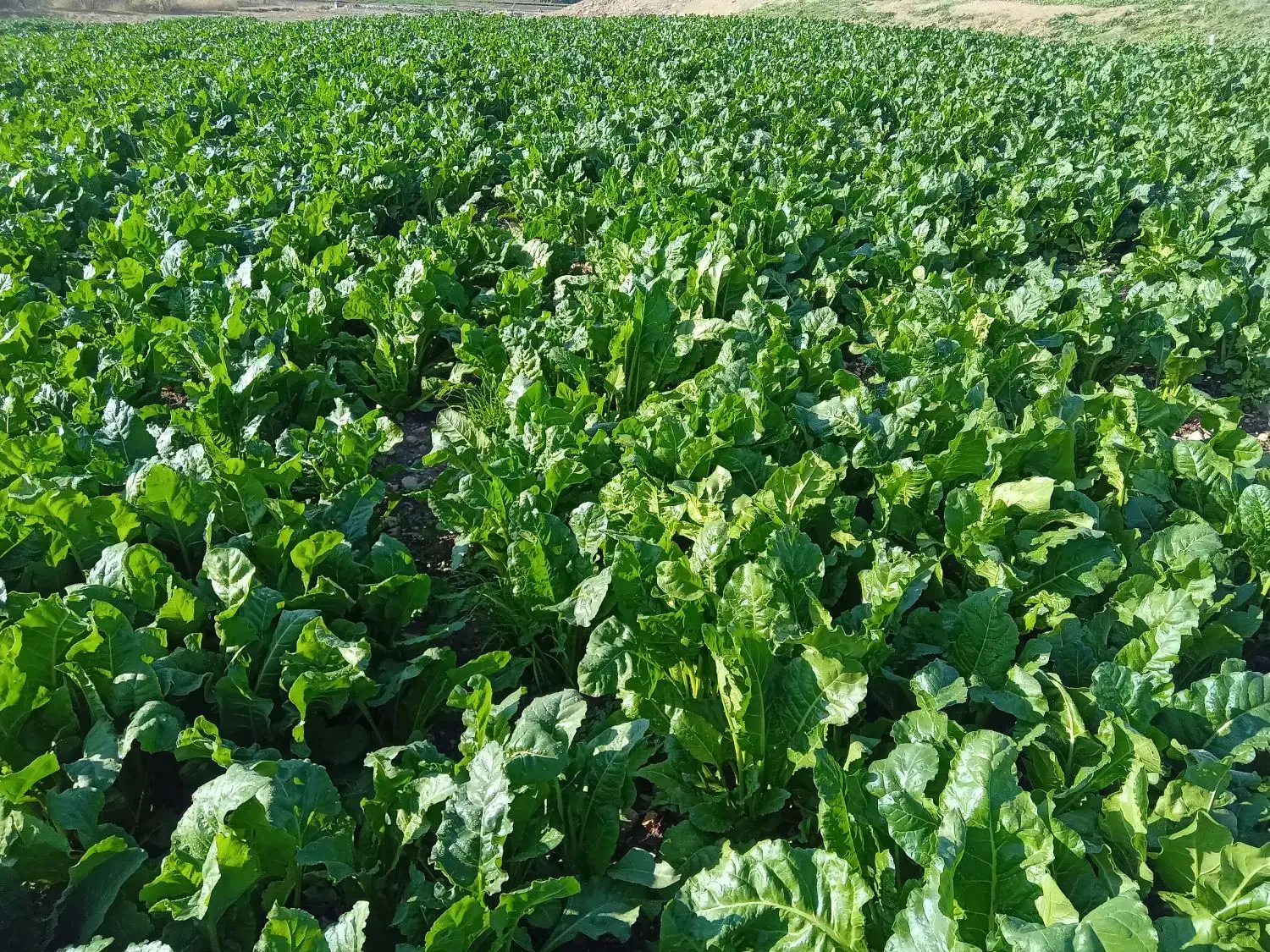 سبزی(زلق) تازه و درجه یک|خوردنی و آشامیدنی|قلعه شاهین, |دیوار