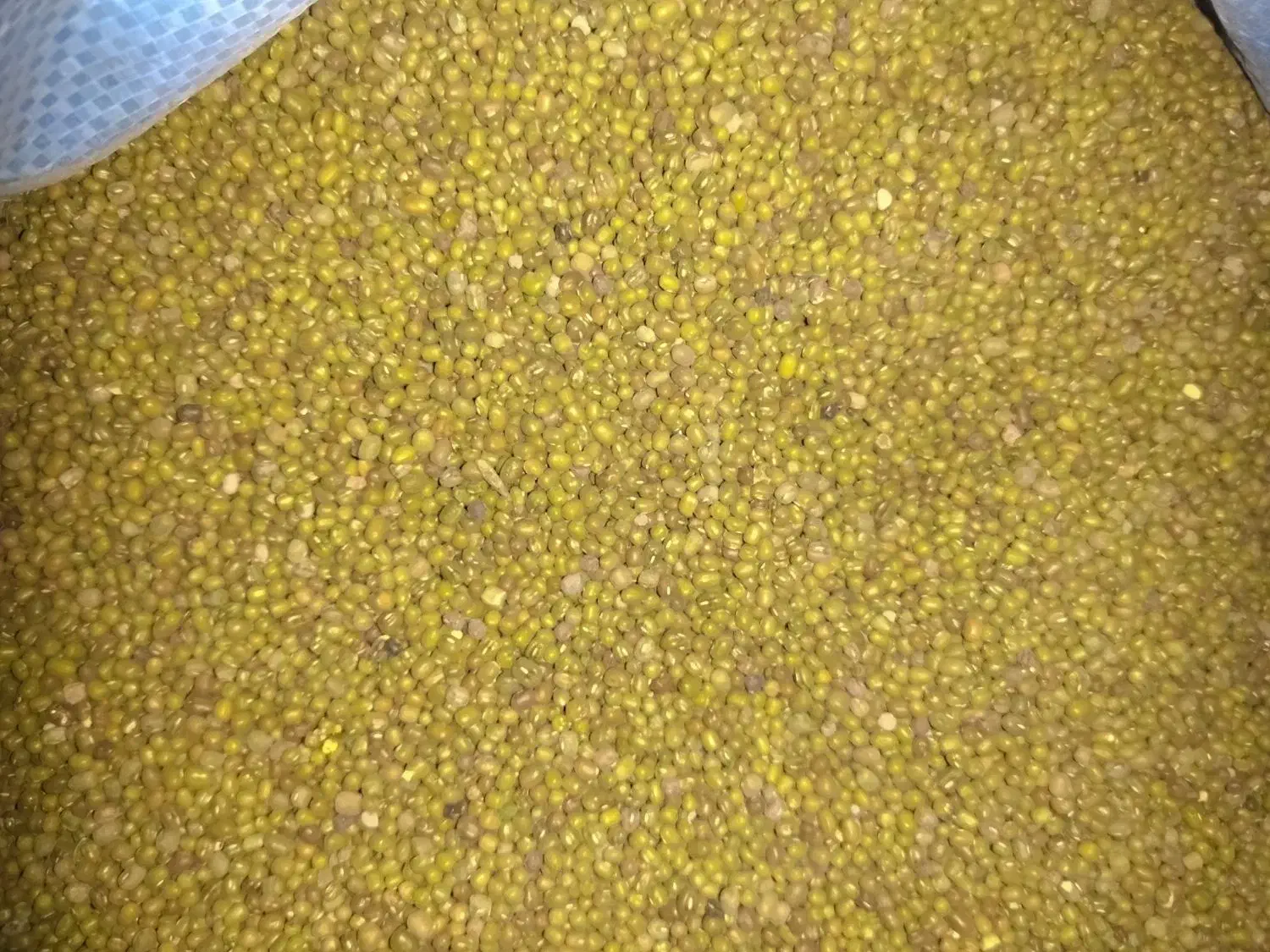 ماشک|لوازم جانبی حیوانات|دهدشت, |دیوار