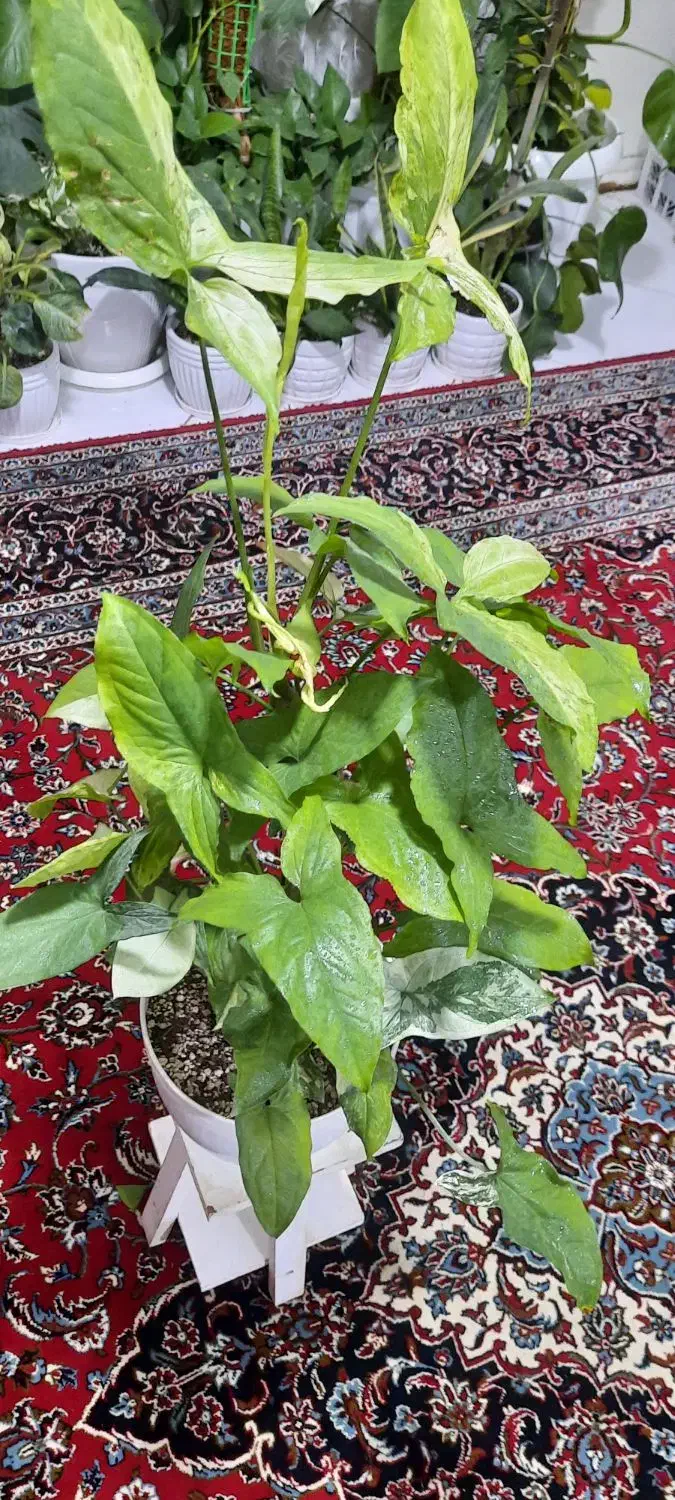 گلهای خونگی|حراج|تهران, امامت|دیوار