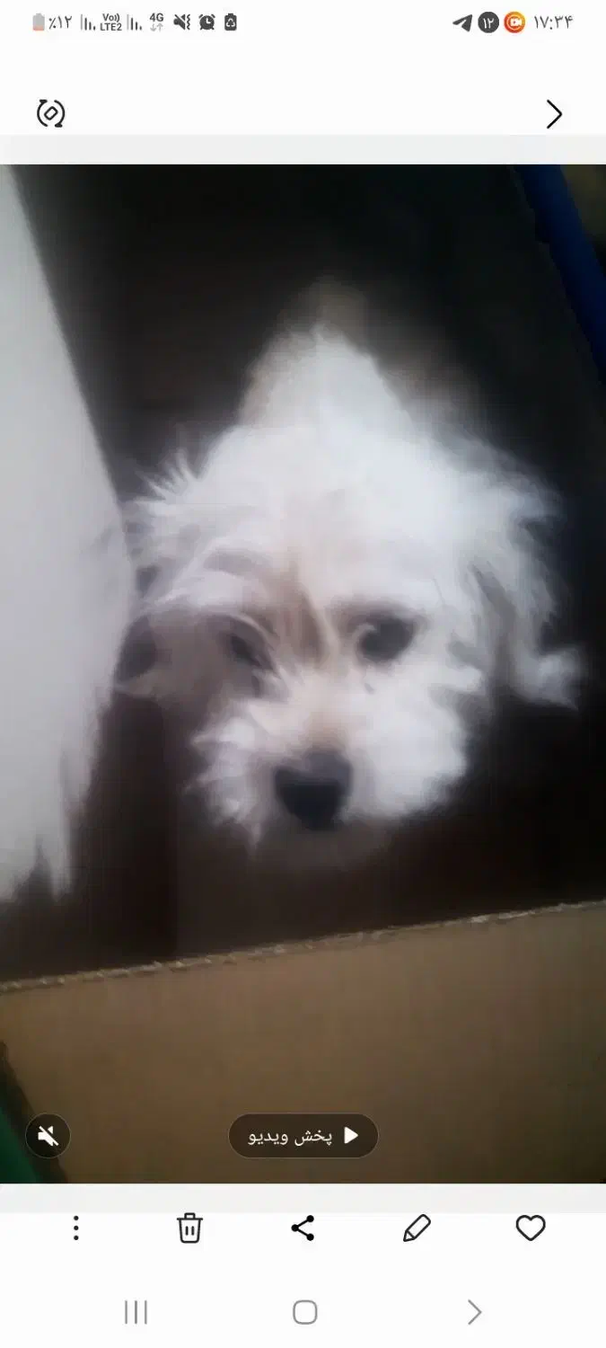 سگ شیتزو|سگ|کرمان, |دیوار