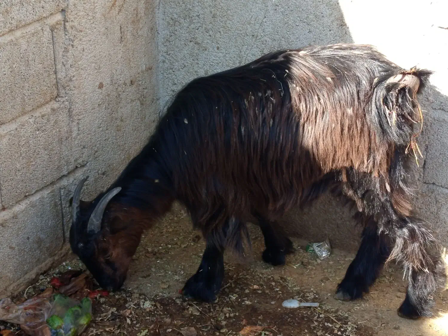 بزغاله محلی|حیوانات مزرعه|فامنین, |دیوار