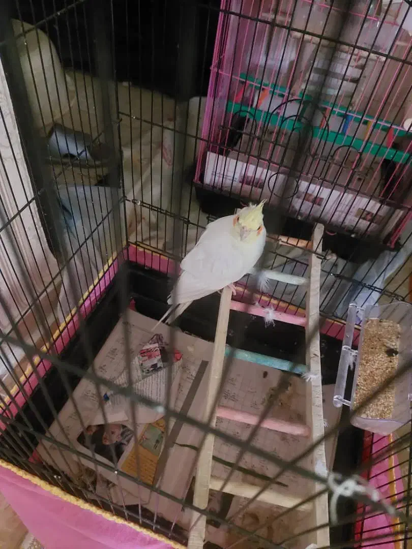 گمشده عروس هلندی|پرنده|رشت, کوی مهر|دیوار