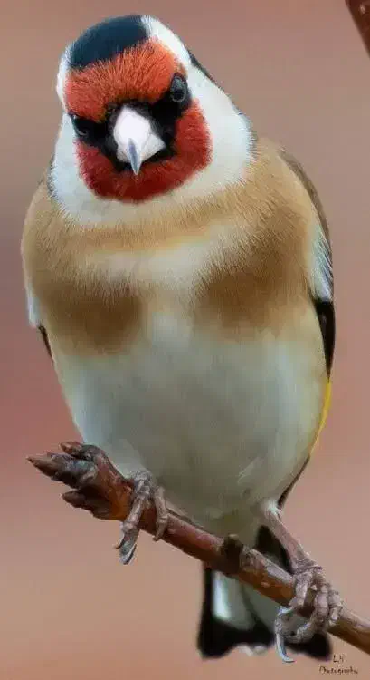 سهره خ.ا.ک.ی|پرنده|مرودشت, بهارستان|دیوار